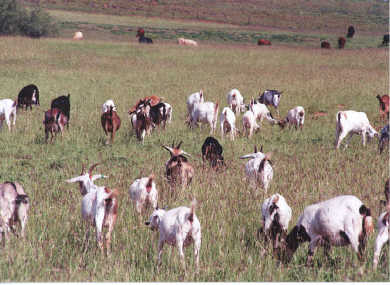 Goats and cattle do well in Texas Panhandle