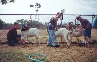First fitting lessons for show wethers