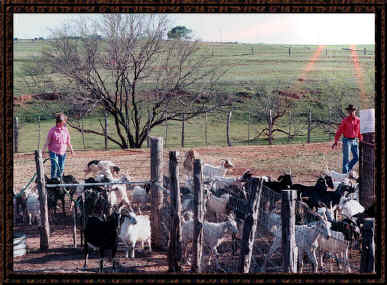 Picture of Pitter Patter Ranch