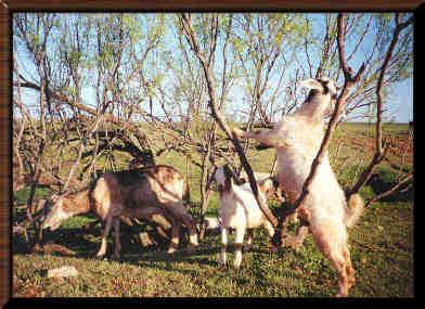 Goats on ranch