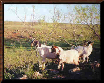 Goats on ranch
