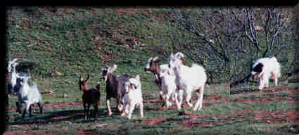 Leigh Rounding up the herd